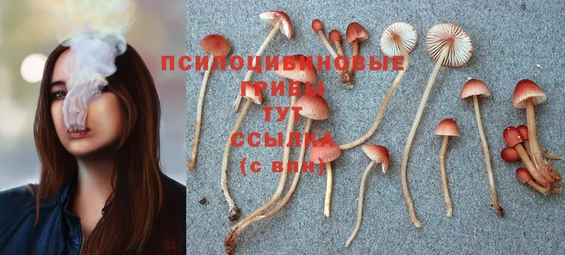 Псилоцибиновые грибы MAGIC MUSHROOMS  Выборг 